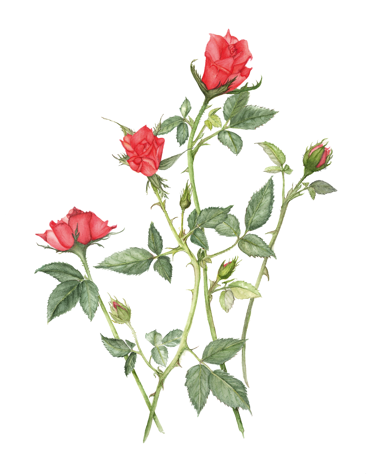 MiniatureRoses-transparent